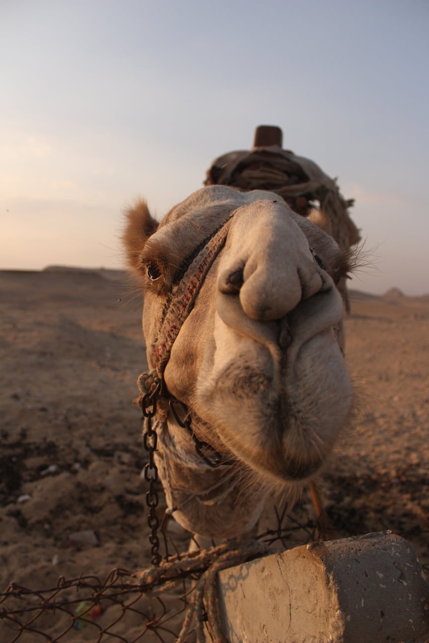 Close up on the face of a camel, focusing on its nose