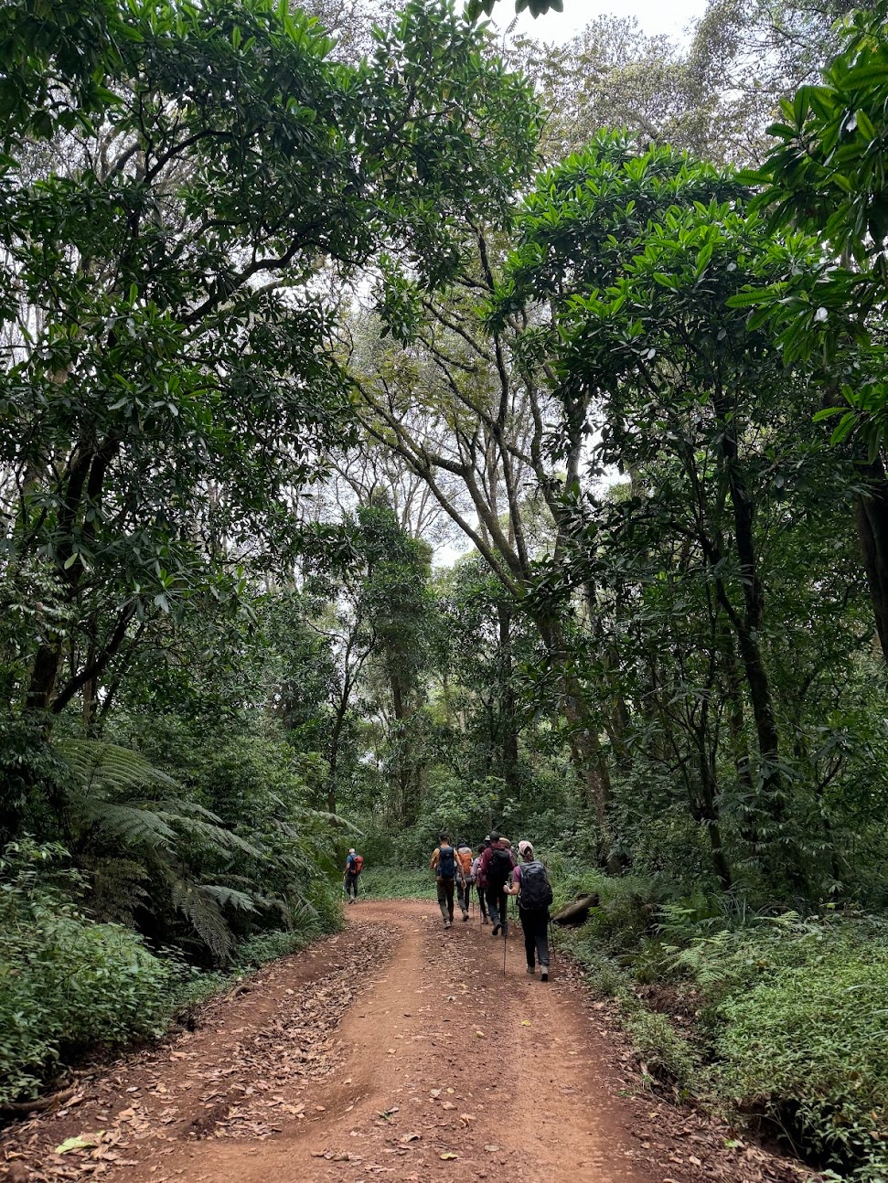 Walking down the jungle