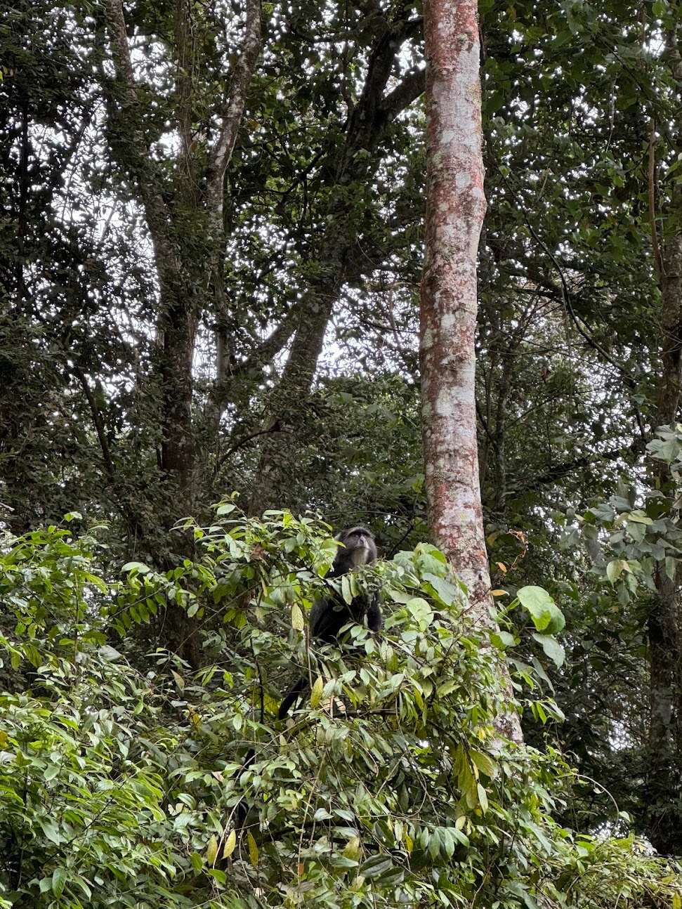 Blue monkey peaking through the leaves