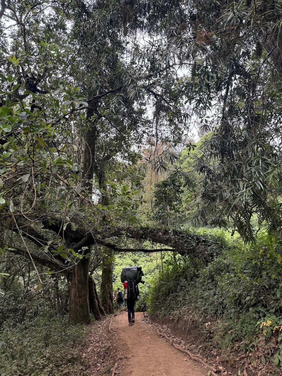 Porter making his way through the jungle with a heavy load