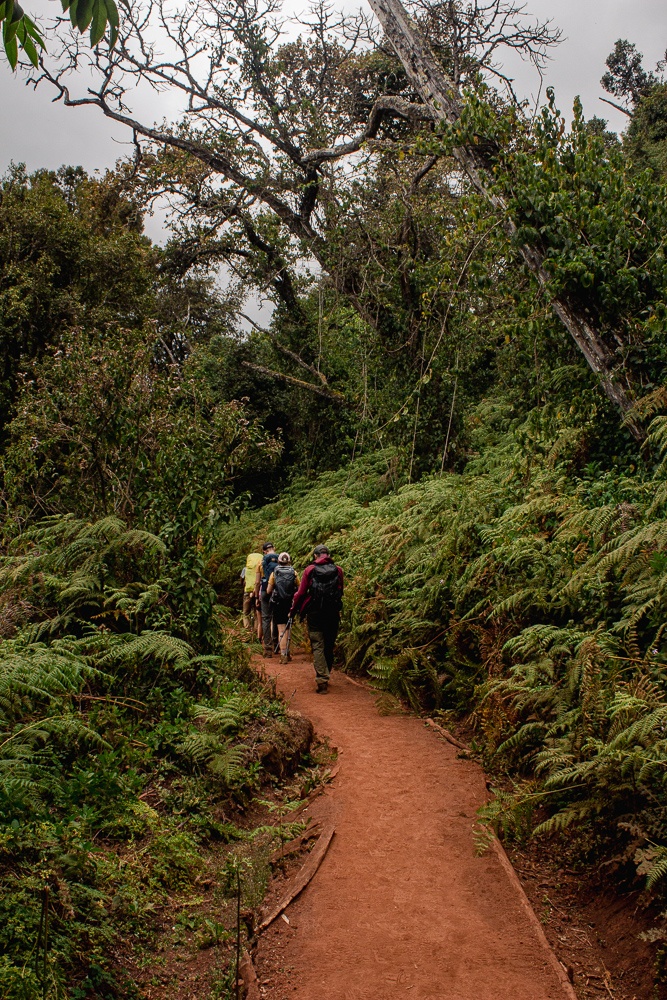 Walking through the forest at the beginning of the trek