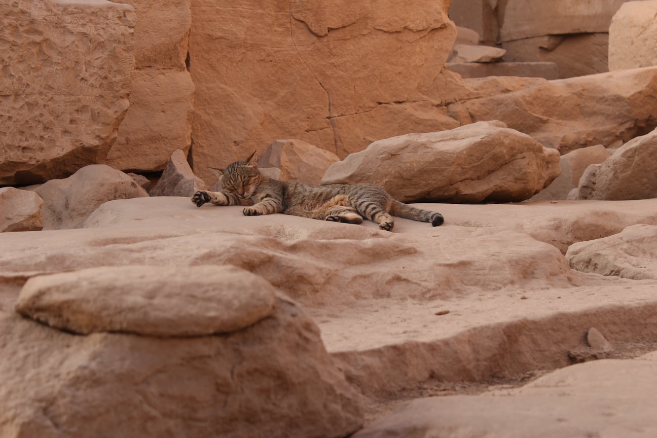 A cat rests on the ruins of Karnak