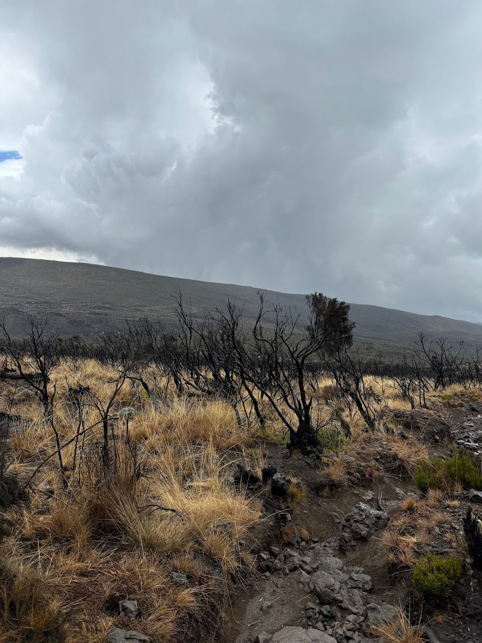 Kilimanjaro is not immune to 'wild' fires