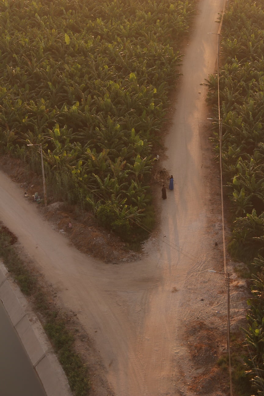 Banana plantation field, photographed from above, two women in the photo