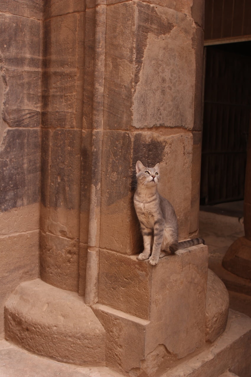 Cat sitting in a column in Philae Temple, seemingly posing for the photograph