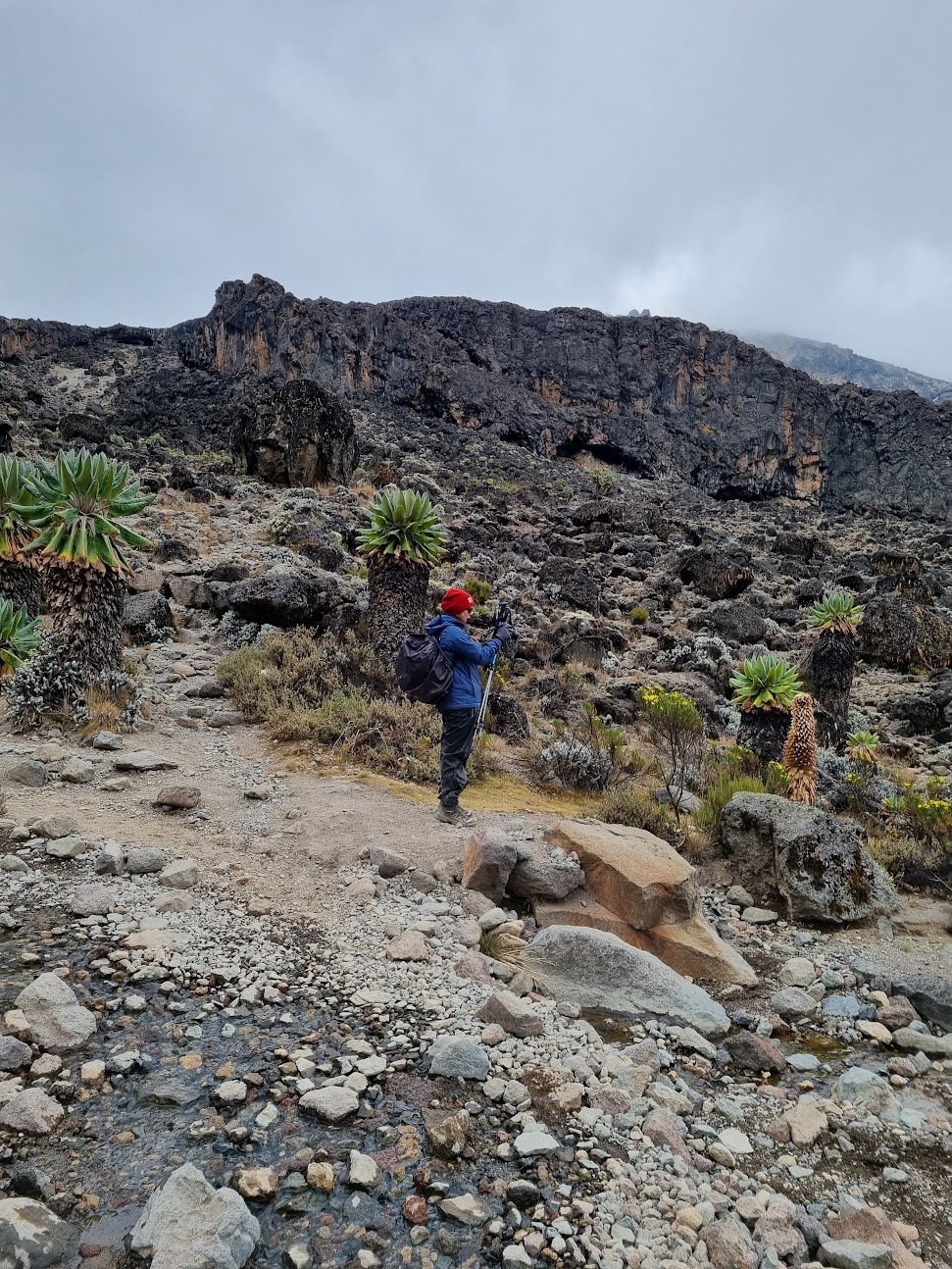 Photographing the Barranco Valley, surrounded by Denrosenecio kilimanjari