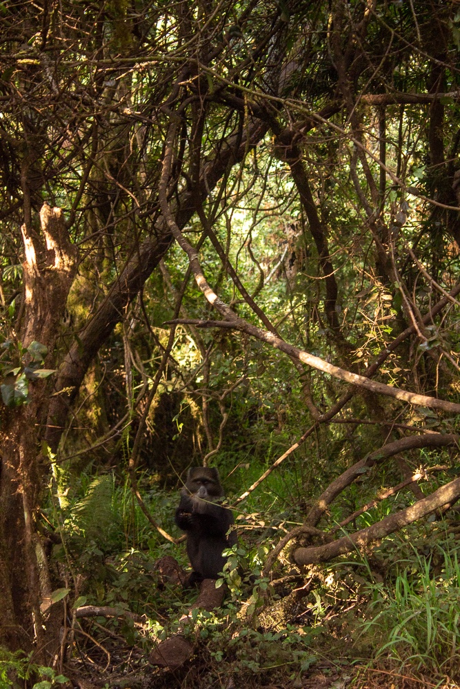 Blue monkey at the floor near the camping site