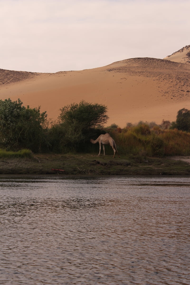 Camel eating on the river bank, its head hidden by the trees