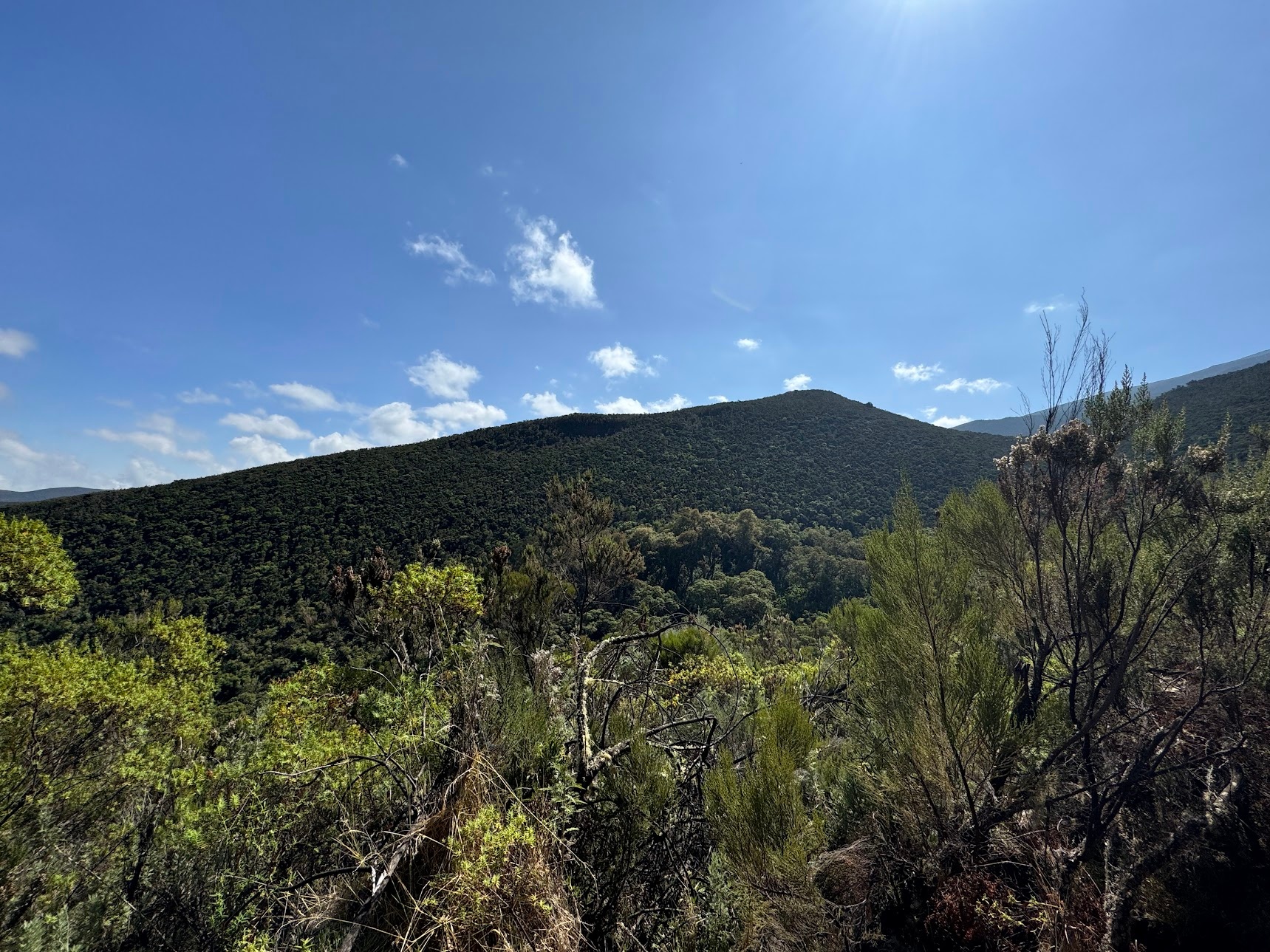 Mountain covered with vegetation on a sunny day