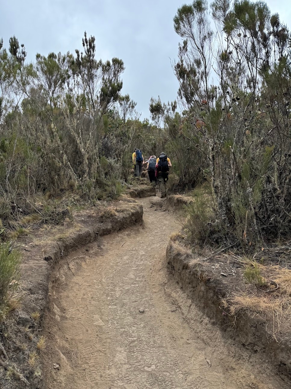 Zigzag trail path lined by tall bushes