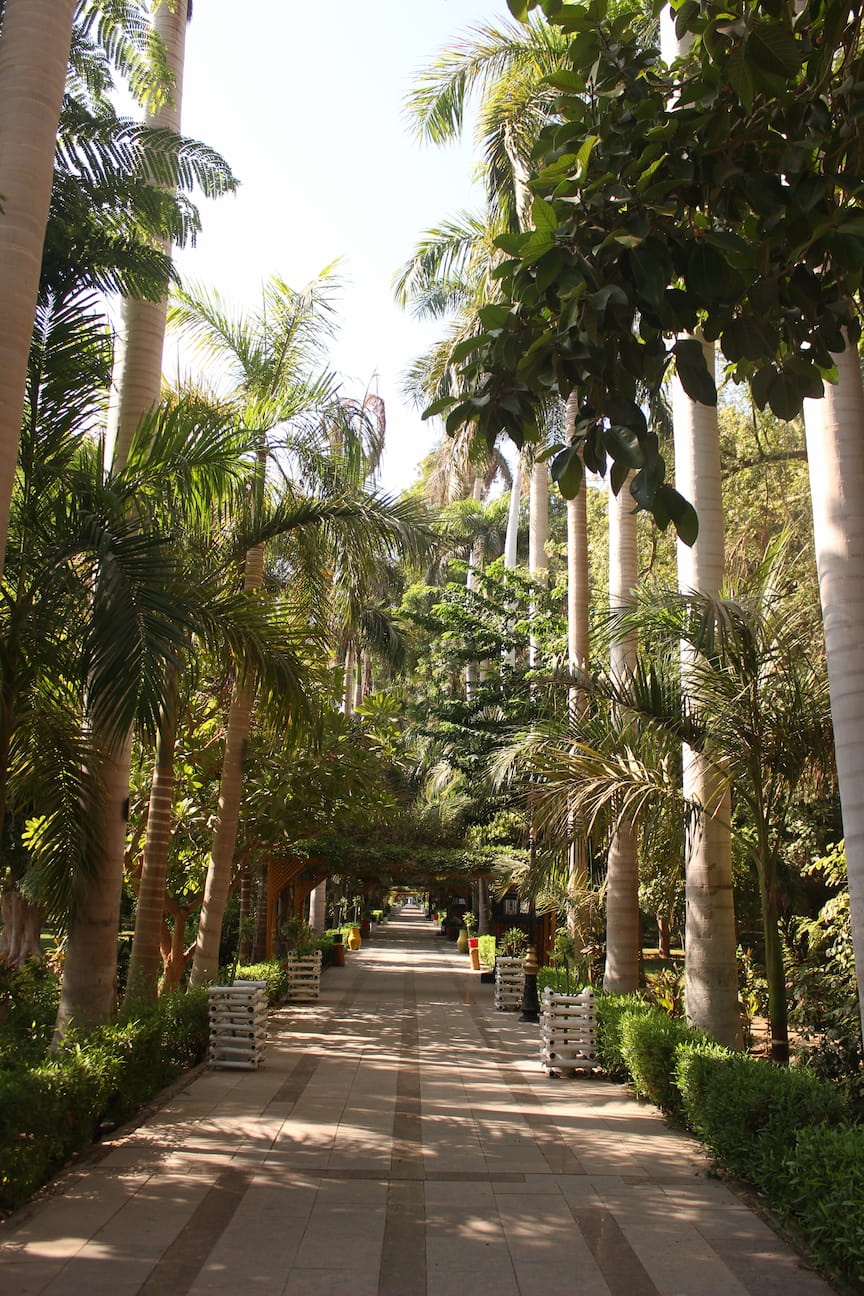 Walk on the botanical garden, surrounded by tall palm trees