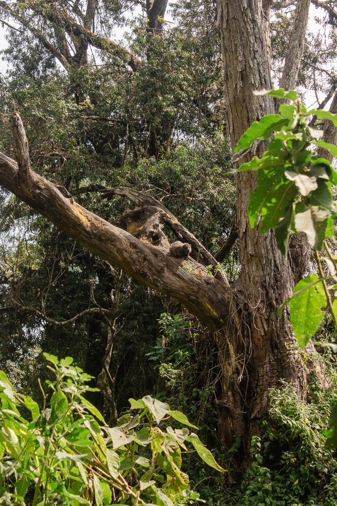 Tree hyrax