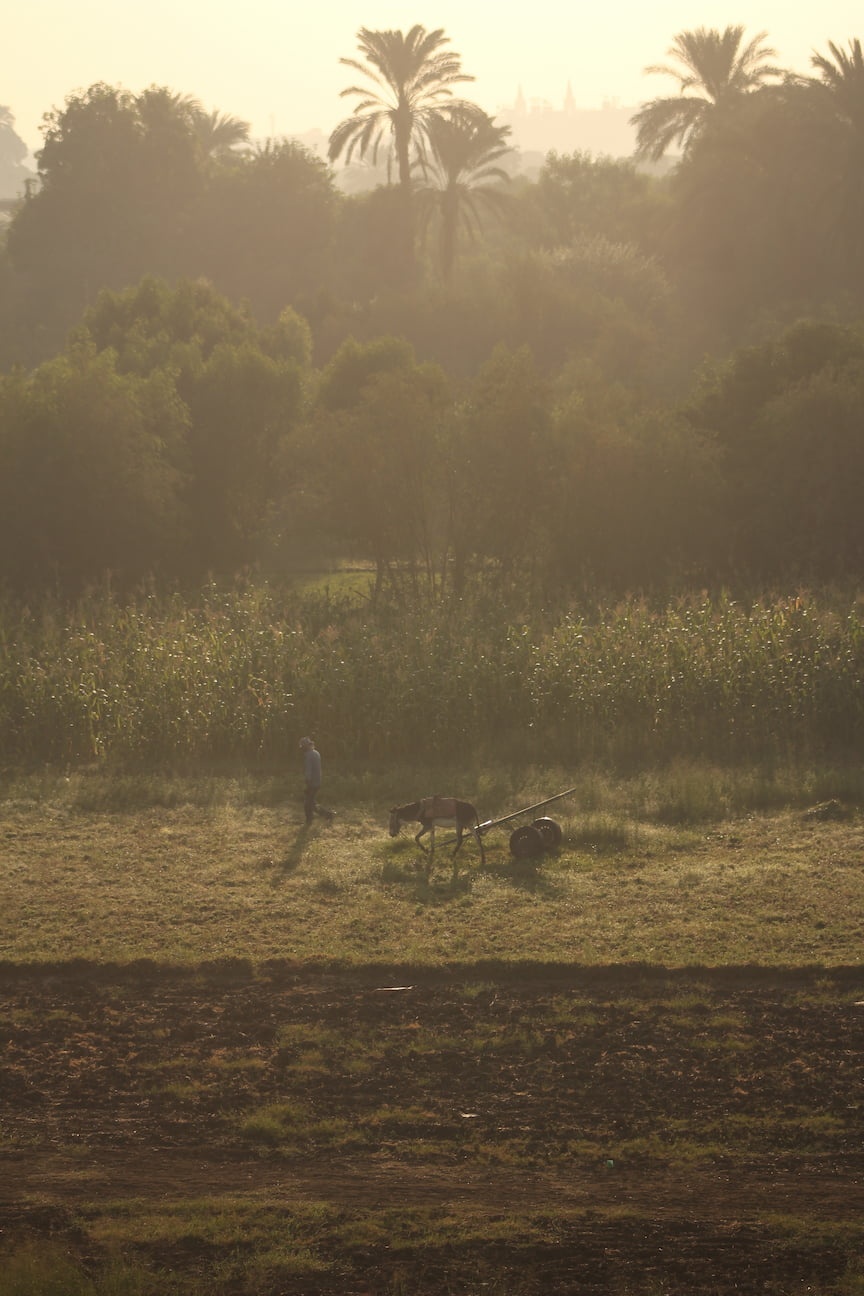 A man and a donkey working on a plantation field on sunrise