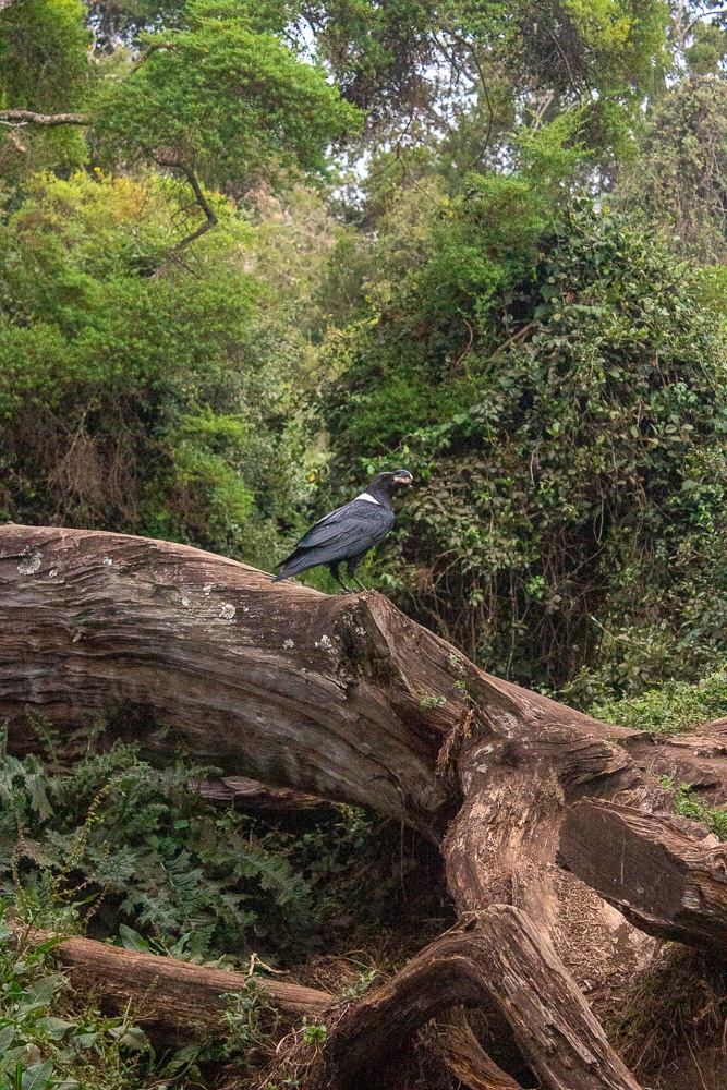 White necked raven