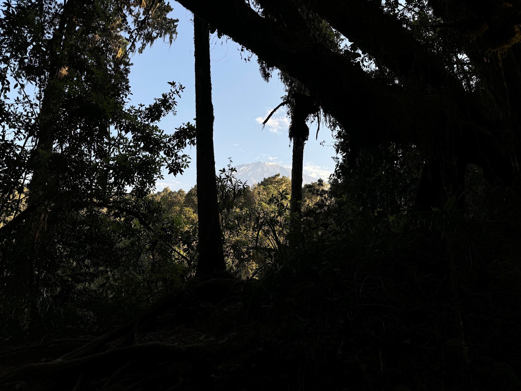 Kibo cone seen between the trees