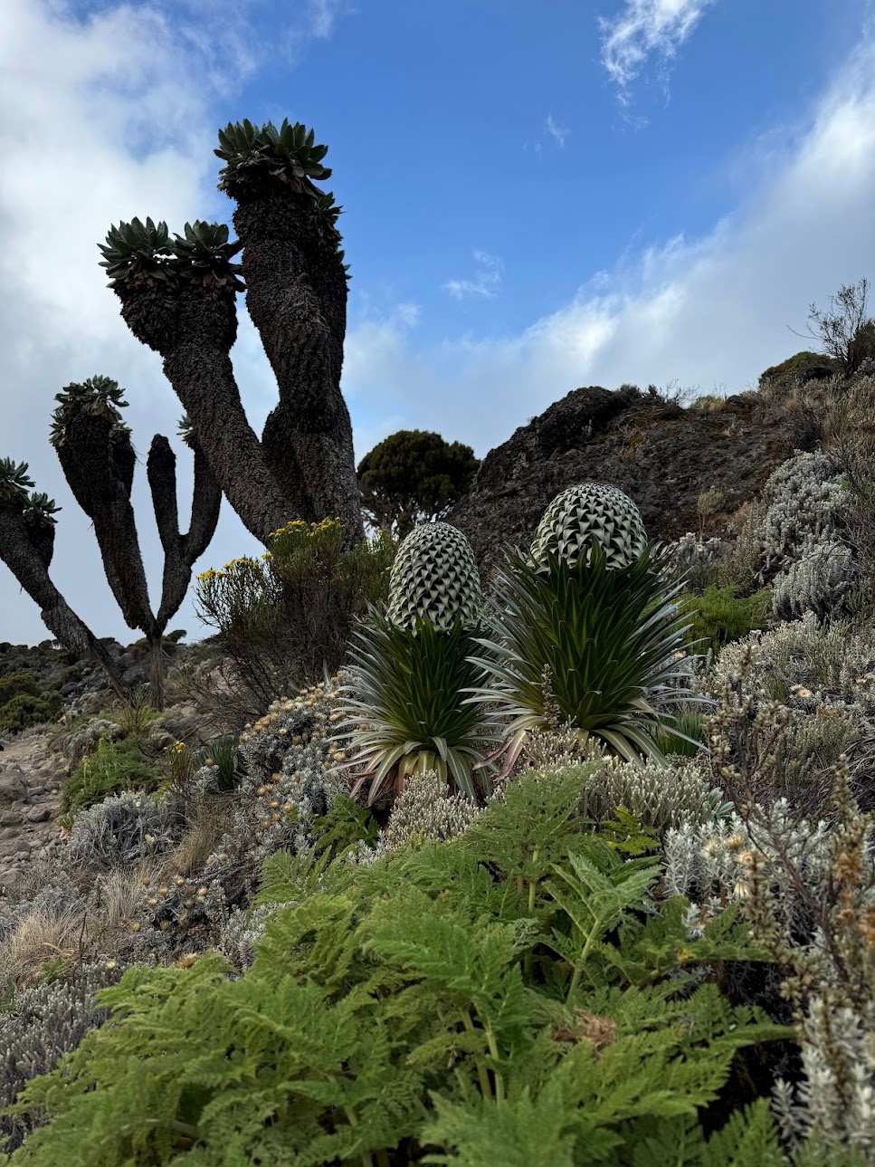 Dendrosenecio kilimanjari and Lobelia deckenii