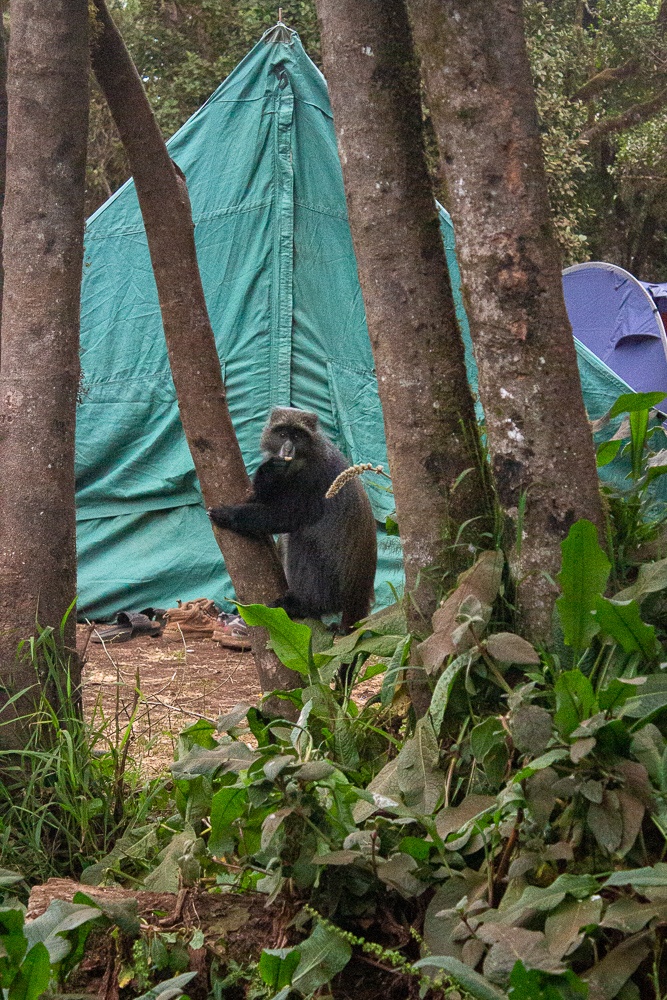 Blue monkey hanging out on a tree at the camping site