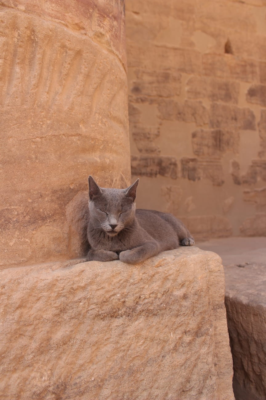 Cat sleeping on a column of the Philae Temple